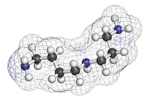 The Role of Polyamines in Health and Disease Conference, July 2025